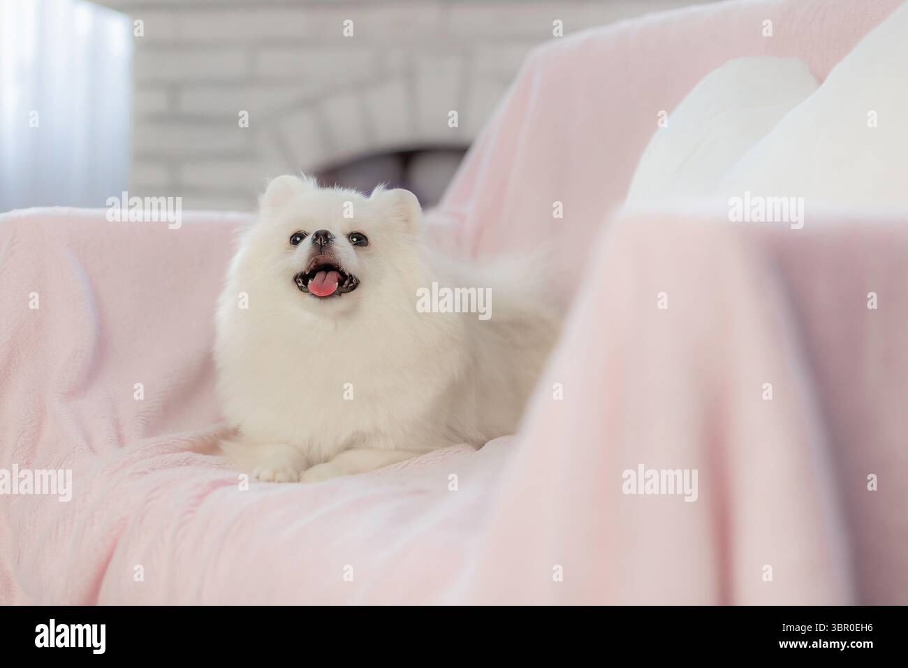 Fröhliches weißes Pommern mit offenem Mund, rosa Zunge liegender rosafarbener Sofadecke, weiches Licht im Innendesign Stockfoto