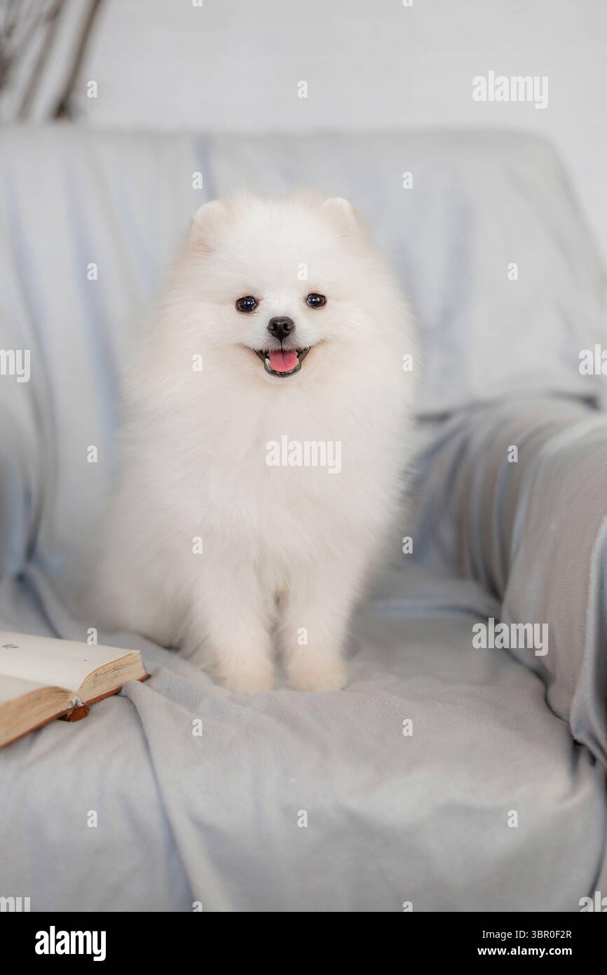 Weißer pommerscher Hund auf Sessel neben offenem Buch, Porträt im Innenbereich mit sanftem Licht und neutralem Innendesign Stockfoto