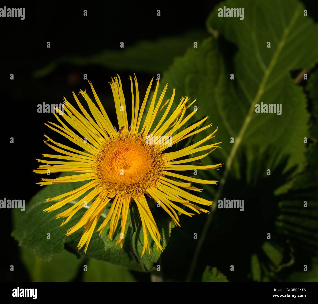 Elekampan oder inula helenium Blume, Botanic Garden, University of Cambridge, England. Stockfoto