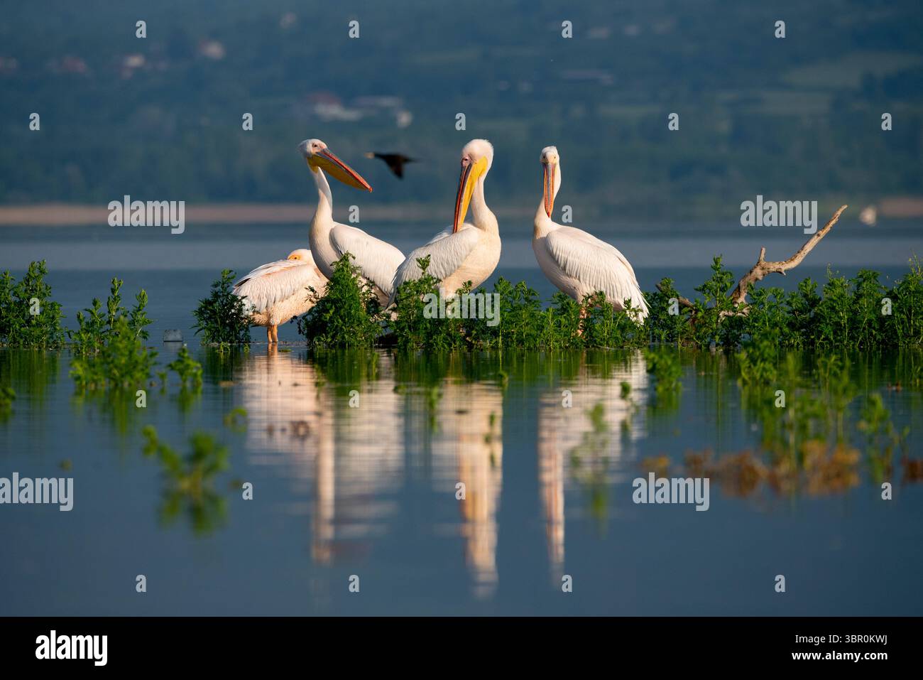 Große weiße Pelikane ruhen sich in den ruhigen Gewässern des Kerkini-Sees aus Stockfoto