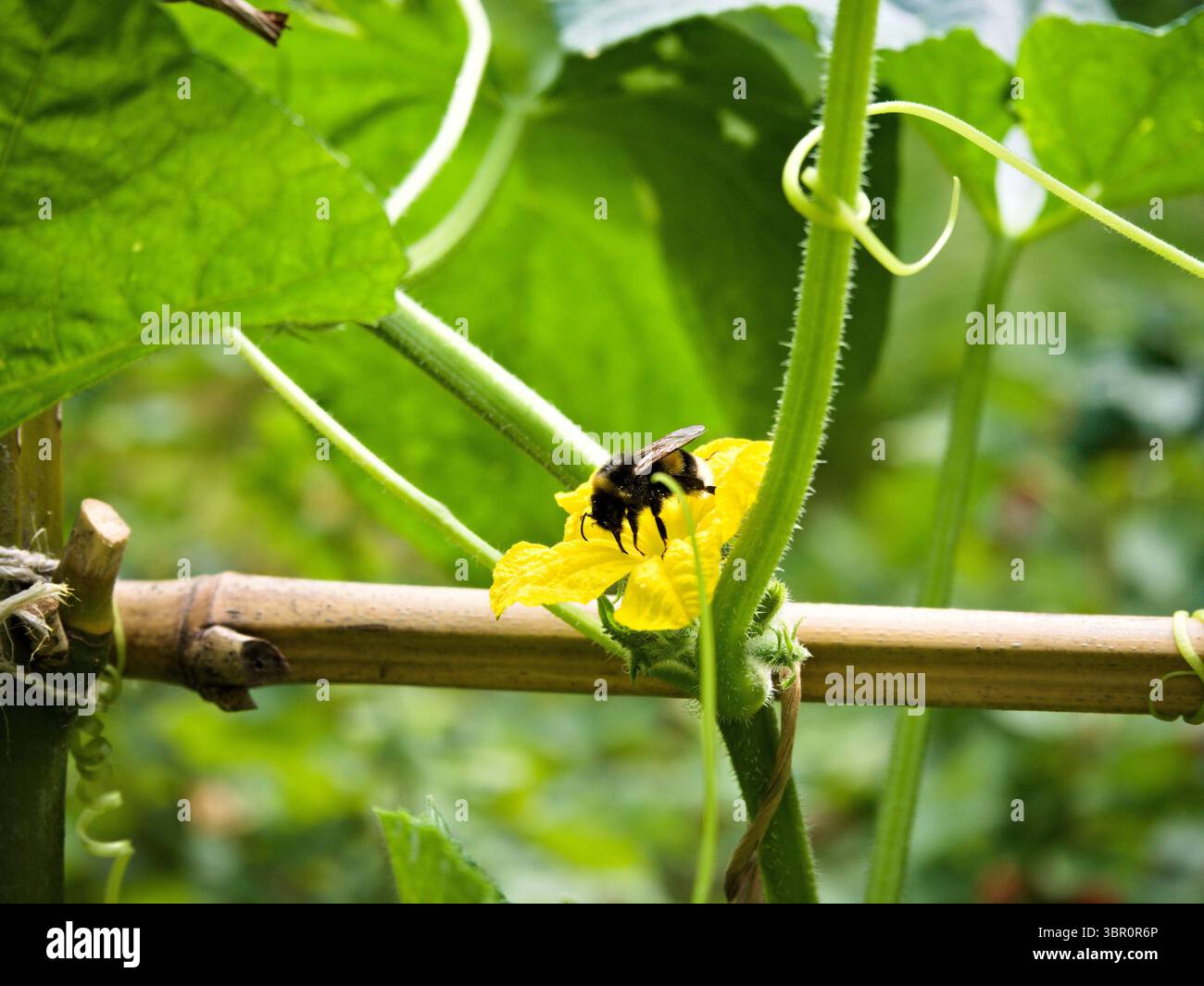 Bienen sammeln Pollen von einer gelben Gurkenblüte, umgeben von Gartenblättern bei weichem Tageslicht. Stockfoto