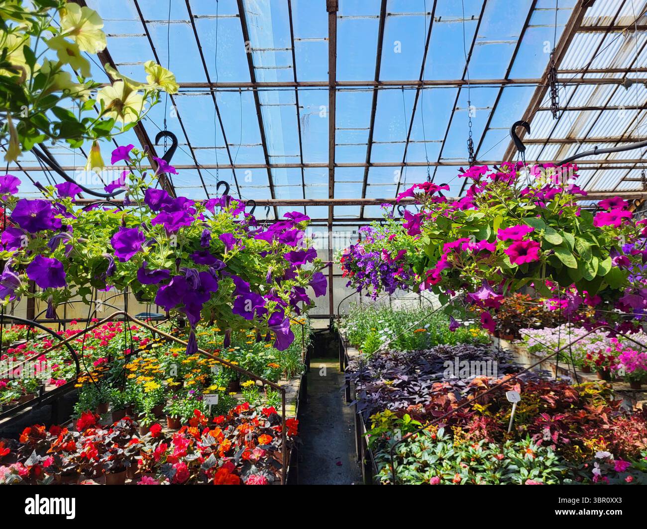 Hängende Töpfe mit Begonien schwanken in einem Glasgewächshaus vor einem hellblauen Himmel Stockfoto