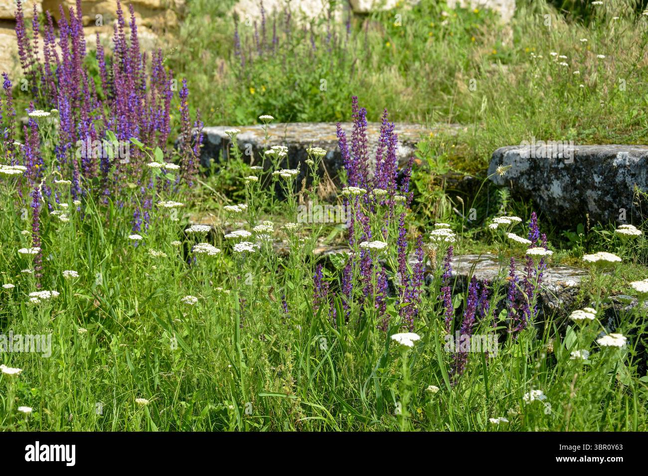Steintreppen, Treppen eines alten Gebäudes mit Gras und wilden Blumen. Selektiver Fokus Stockfoto Steintreppen, Treppen eines alten Gebäudes mit Gras und wilden Blumen. Selektiver Fokus Stockfoto