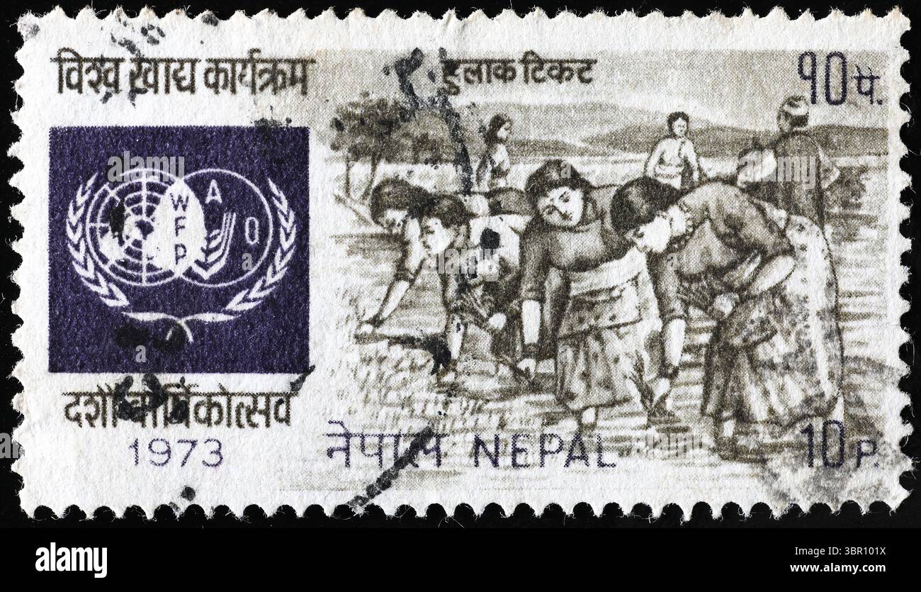 Frauen arbeiten auf einem Reisfeld auf nepalesischer Briefmarke Stockfoto