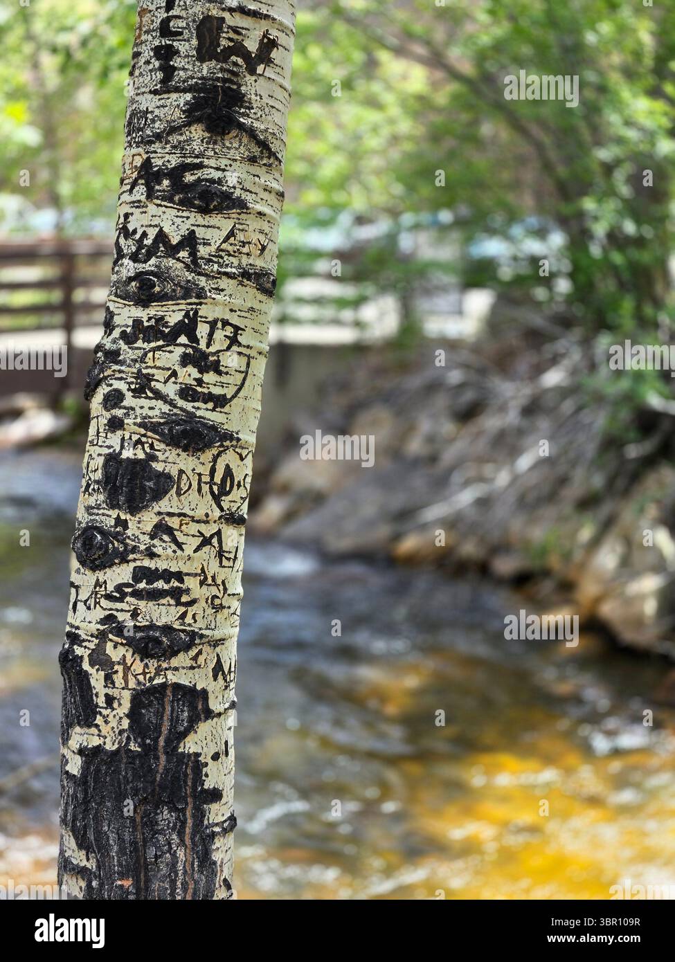Es ist Sommer im Lovers Tree im Estes Park CO - Tor zum Rocky Mountain National Park. Besucher schnitzen ihre Namen in den Baum am Big Thompson River. - Smartphone-aufgenommenes Stockfoto