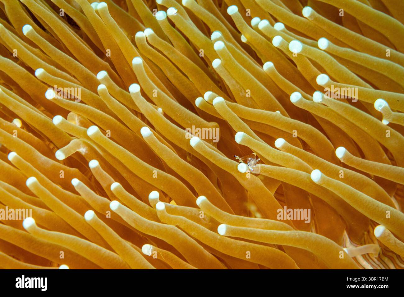 Detailansicht der gelben Tentatkel mit weißen Spitzen der Seeanemone Stockfoto