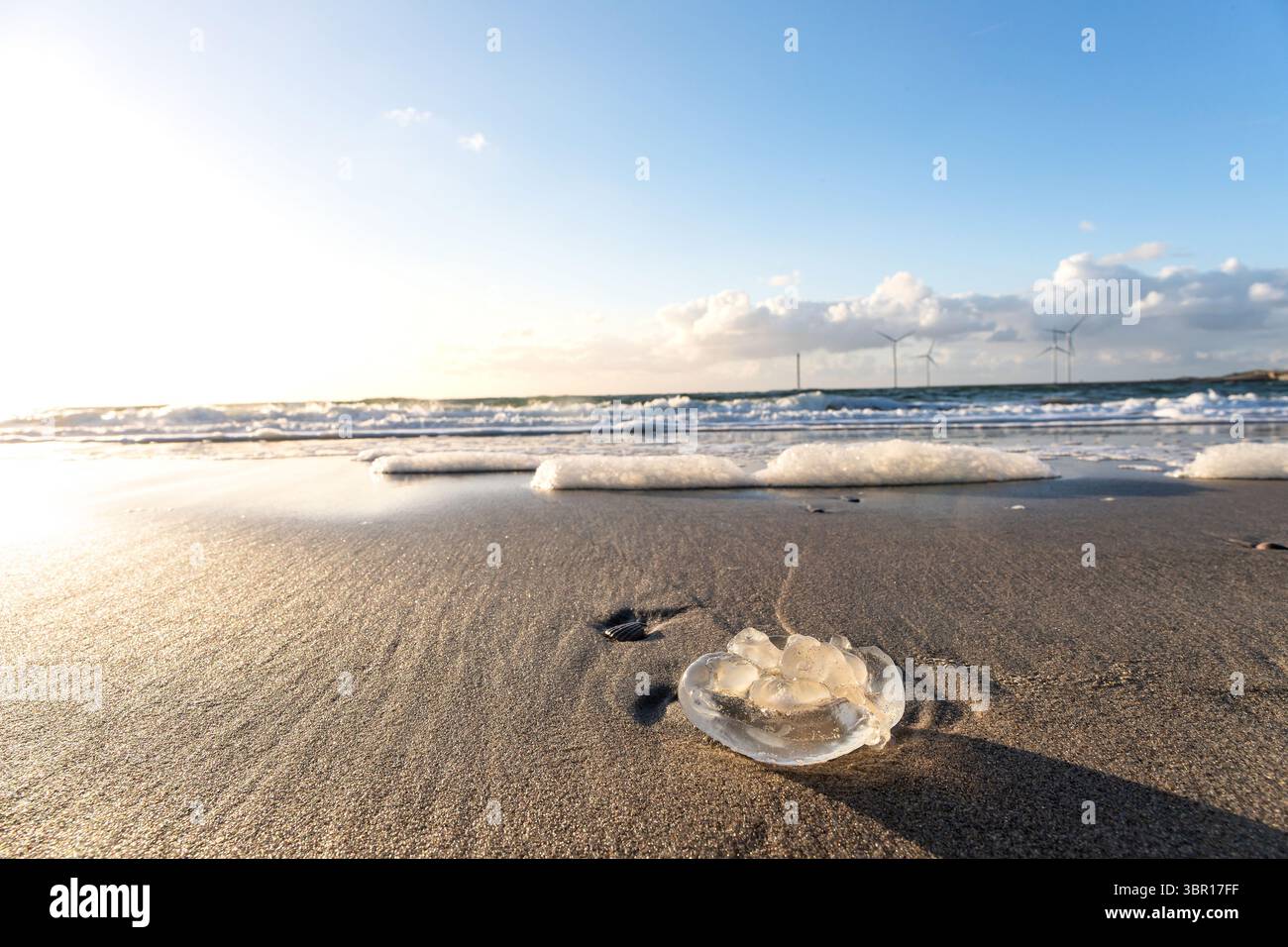 Tote Quallen sind am Strand gestrandet Stockfoto