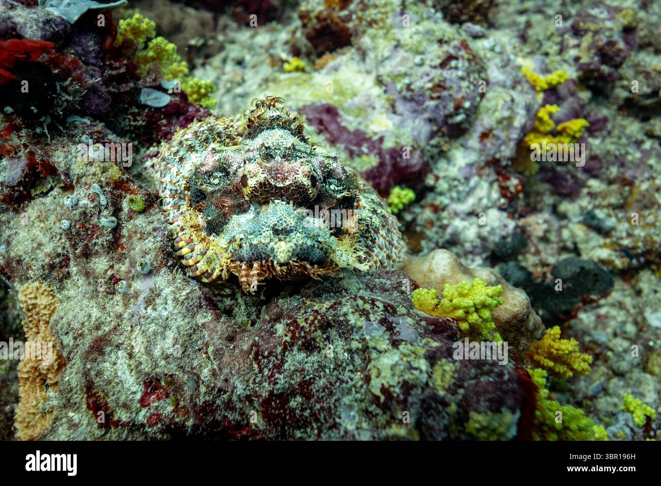 Skorpionfische, Scorpaenopsis oxycephala, getarnt und wartend auf einem Korallenriff Stockfoto