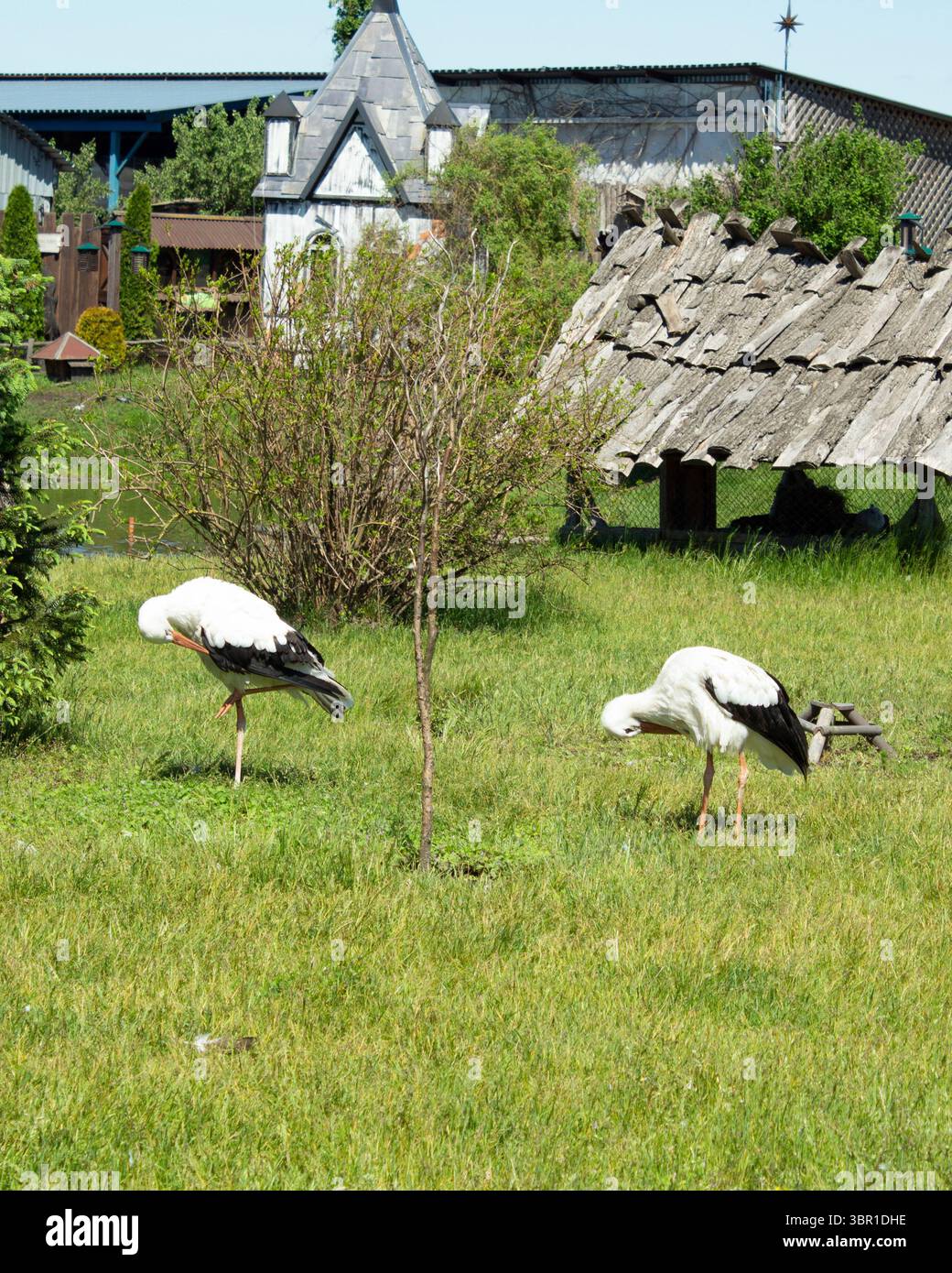Zwei Weißstörche auf einer Wiese im Dorf. Sie laufen auf dem Gras, ihre Nasen in ihren Flügeln vergraben. Die Störche putzen ihre Federn. Stockfoto