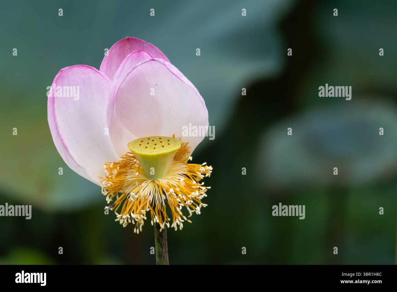 Nahaufnahme einer zarten rosa Lotusblume in voller Blüte Stockfoto