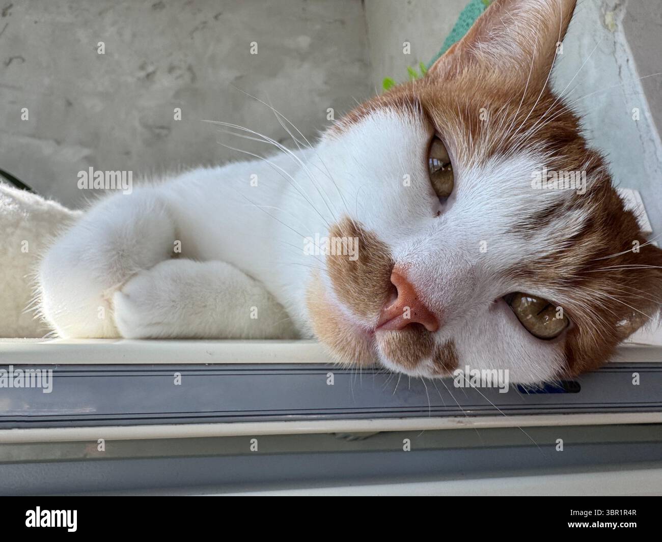 Die Katze liegt auf der Seite mit einem nachdenklichen Blick. Die Katze ist Ingwer mit weißen Flecken. Nahaufnahme. Stockfoto