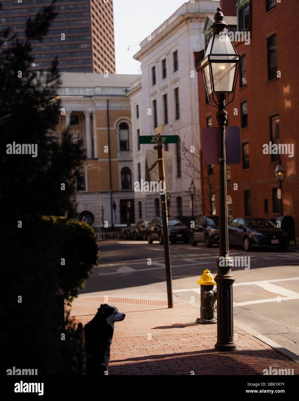 Straßenlaterne und ein Hund in Beacon Hill Boston Stockfoto