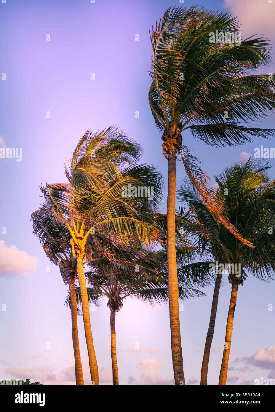 Palmen Sonnenaufgang in Miami Beach Florida Stockfoto