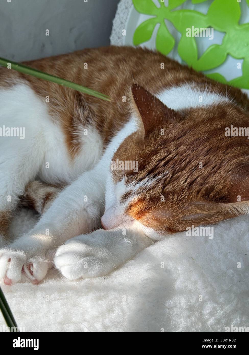 Katze schläft eingekuschelt. Rote und weiße Katze. Nahaufnahme. Stockfoto