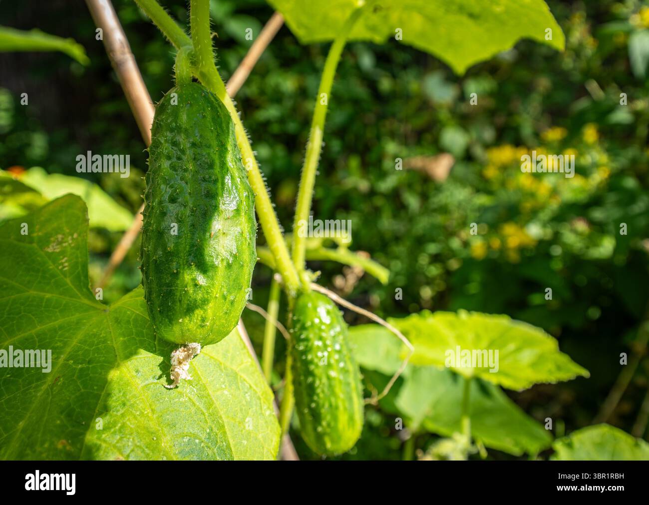 Reife Gurken wachsen auf Reben in einem Hausgarten, bereit für die Ernte im Sommer Stockfoto