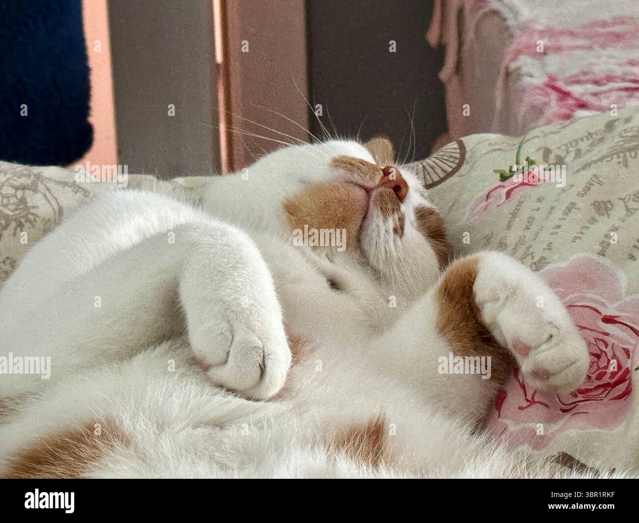 Eine Ingwer-weiße Katze, die auf dem Rücken mit gespreizten Beinen schläft. Stockfoto