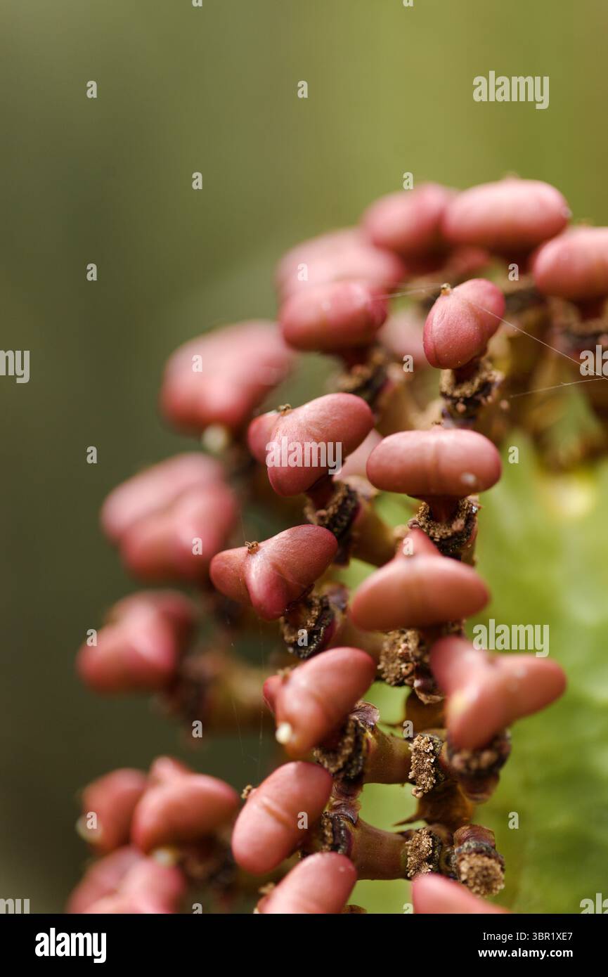 Flora von Gran Canaria - Euphorbia canariensis, Herkules Club, Pflanzensymbol von Gran Canaria, Makrohintergrund Stockfoto