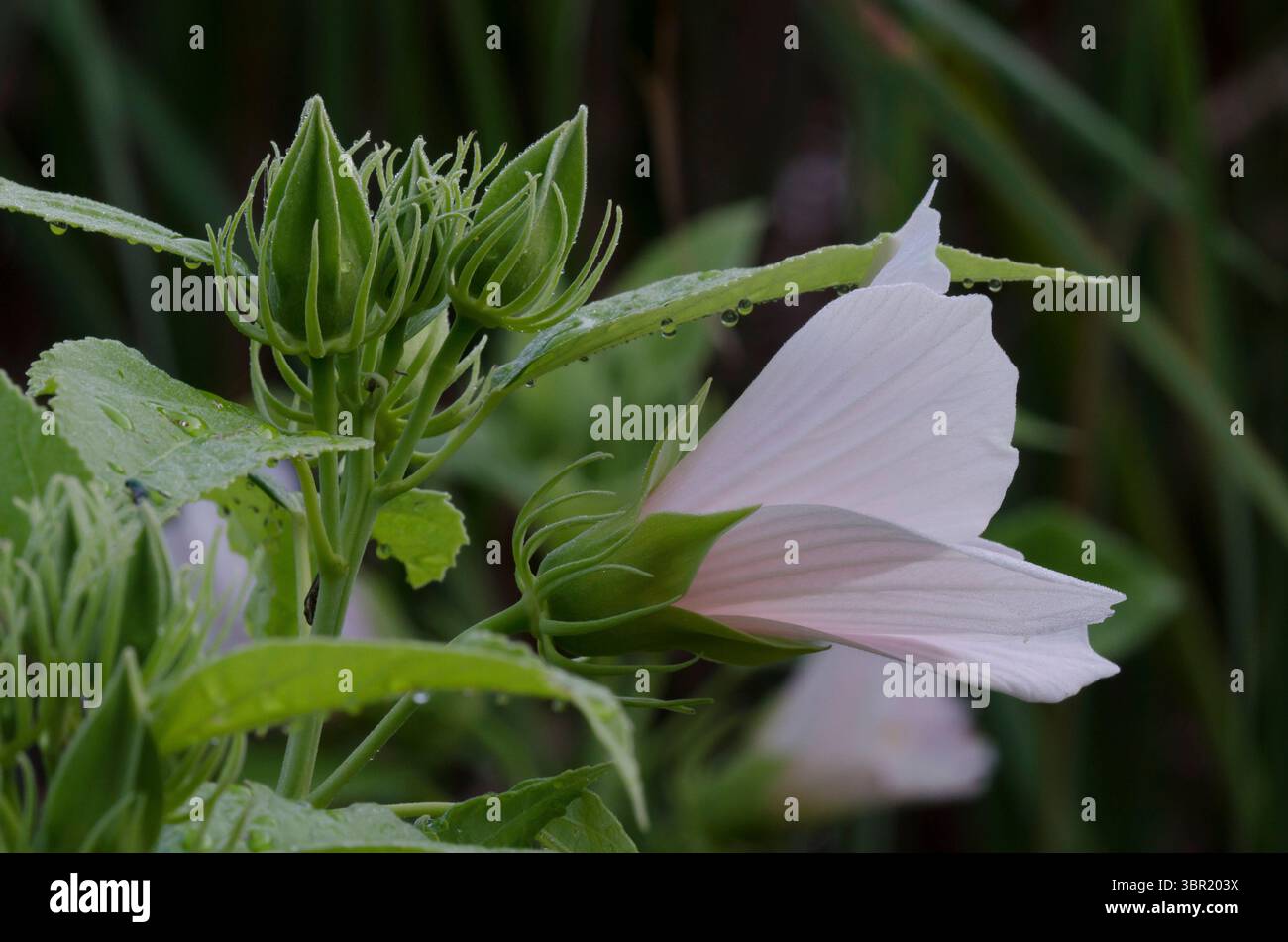 Rotäugige Rosemallow, Hibiscus moscheutos Stockfoto