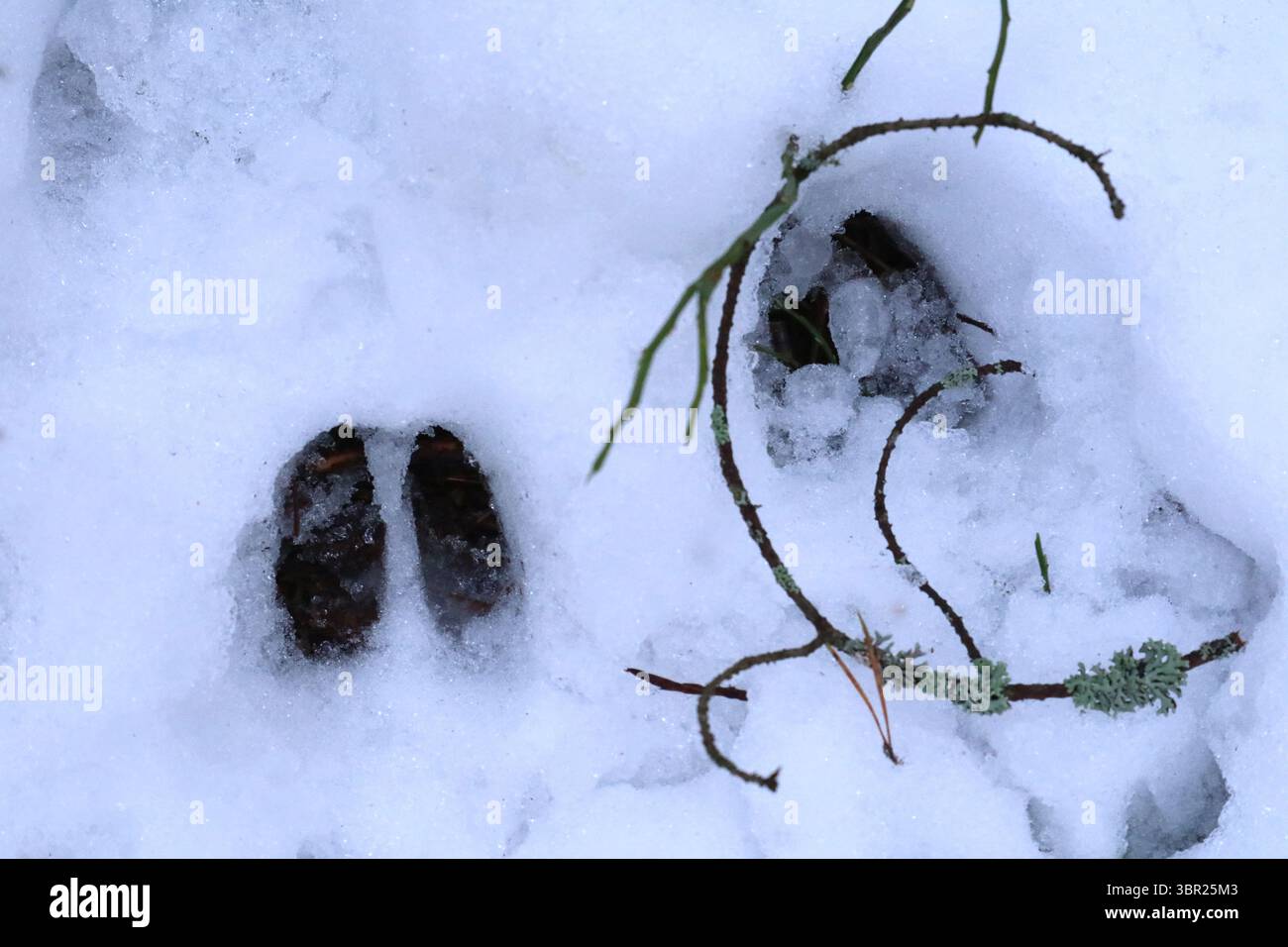 Hirschhufabdrücke auf Schnee. Stockfoto
