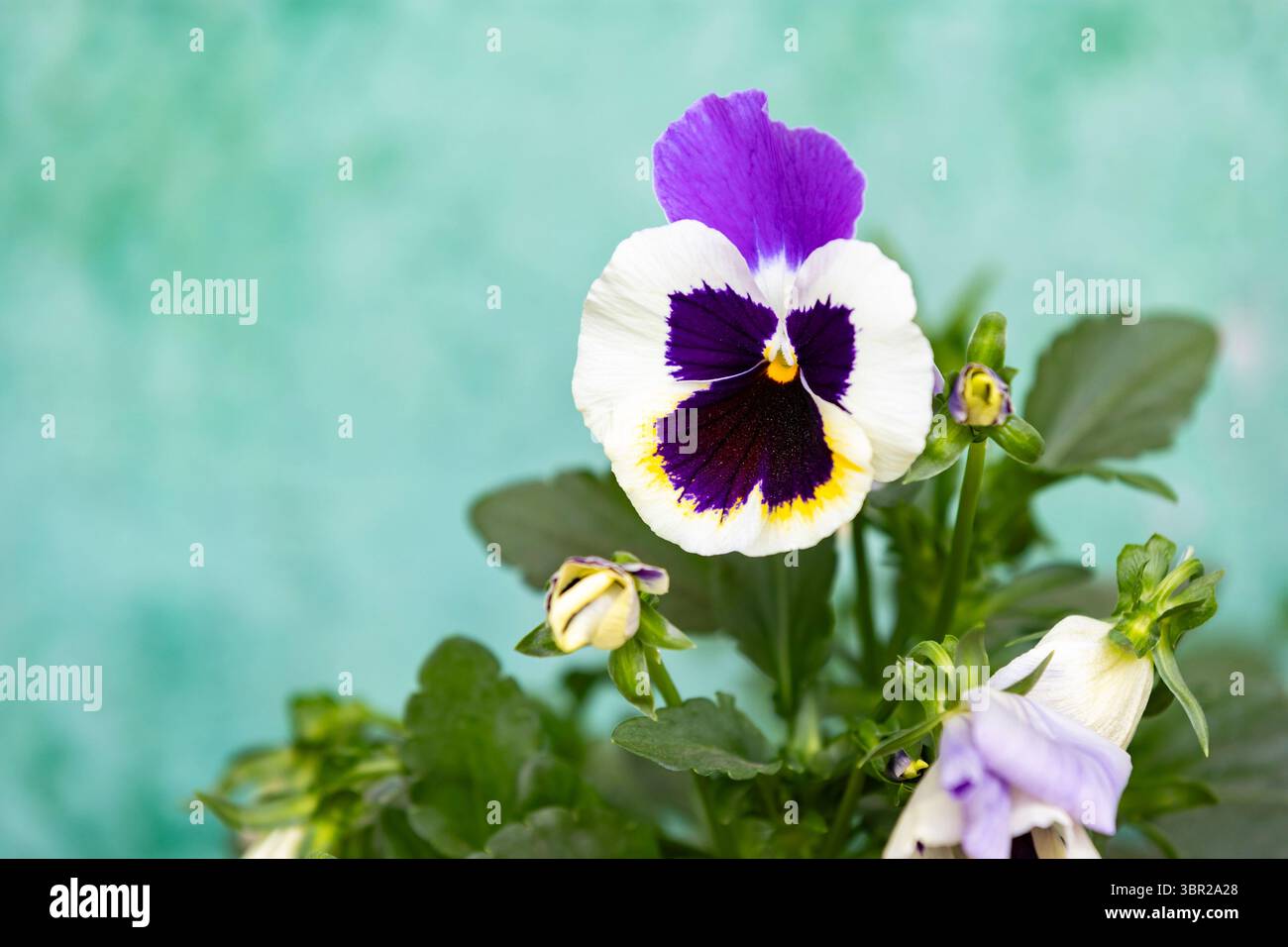 Violette und gelbe Stiefmütterchen in einem Containergarten. Frühe Frühlingsstimmung, selektiver Fokus mit natürlichen Grüntönen. Stockfoto