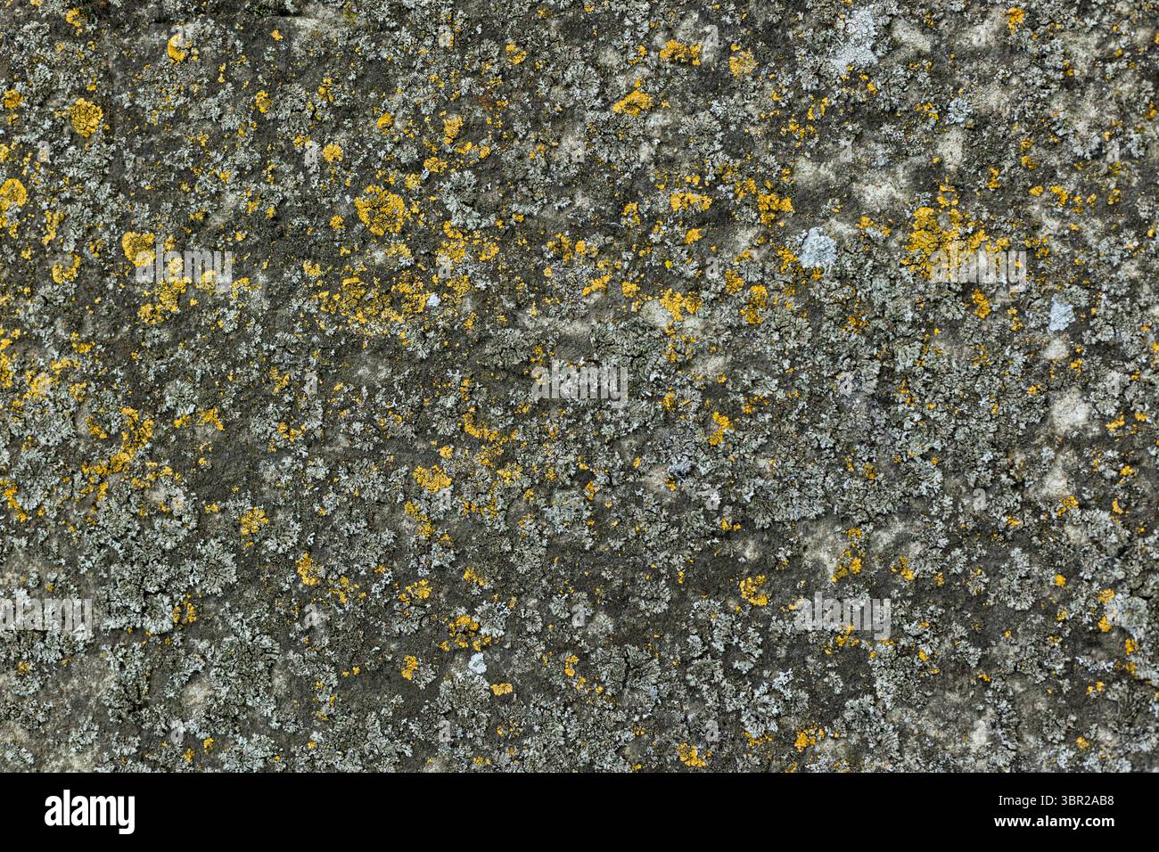 Nahaufnahme der verwitterten Betonoberfläche mit gelben und grauen Flechten. Natürlicher Texturhintergrund. Stockfoto
