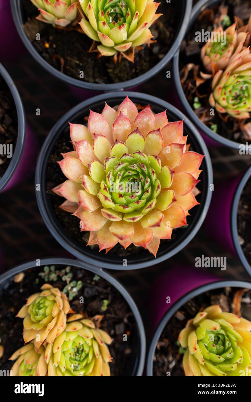 Saftige Pflanzen ruhen in runden schwarzen Töpfen auf Metallgitterregal in der Gärtnerei und zeigen Farbverschiebung. Gartenbau, botanisch, biologisch, modern, dekorativ Stockfoto