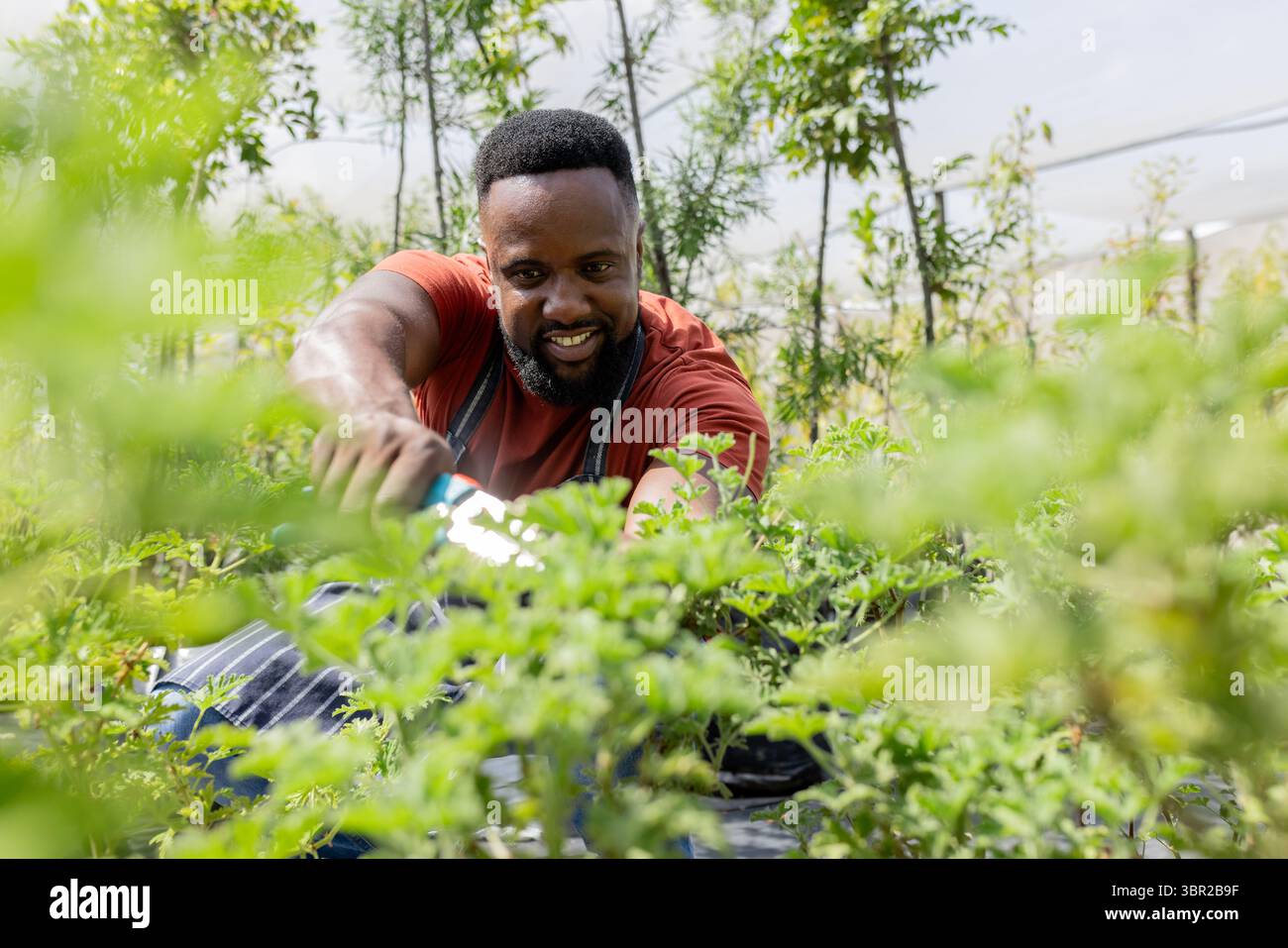 Afroamerikanischer Gärtner, der Sträucher in Gewächshäusern mit rotem Hemd mit einer Gartenschere schneidet. Gartenbau, Nachhaltigkeit, Landschaftsgestaltung, Wachstum Stockfoto