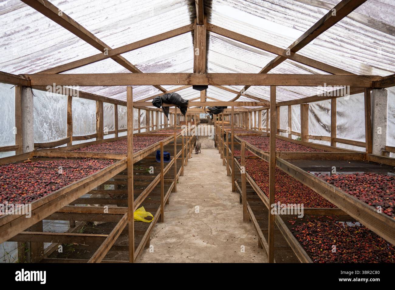 Rote Kaffeekirschen trocknen gleichmäßig auf gestapelten Regalen in einem Solarhaus, geschützt vor Regen und Schädlingen während der Ernte Stockfoto