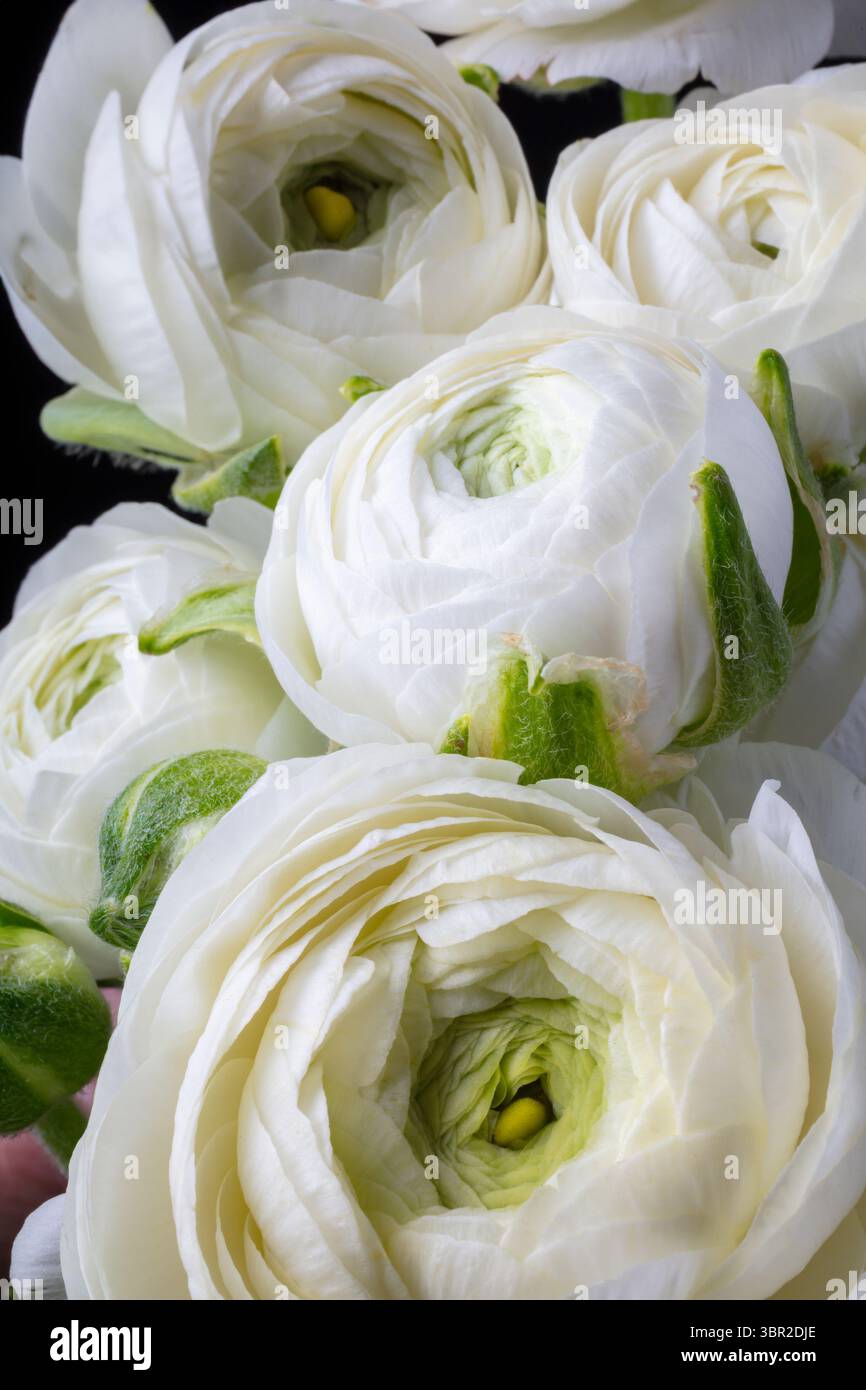 Wunderschöne Weiße Ranunkeln-Blumen Stockfoto