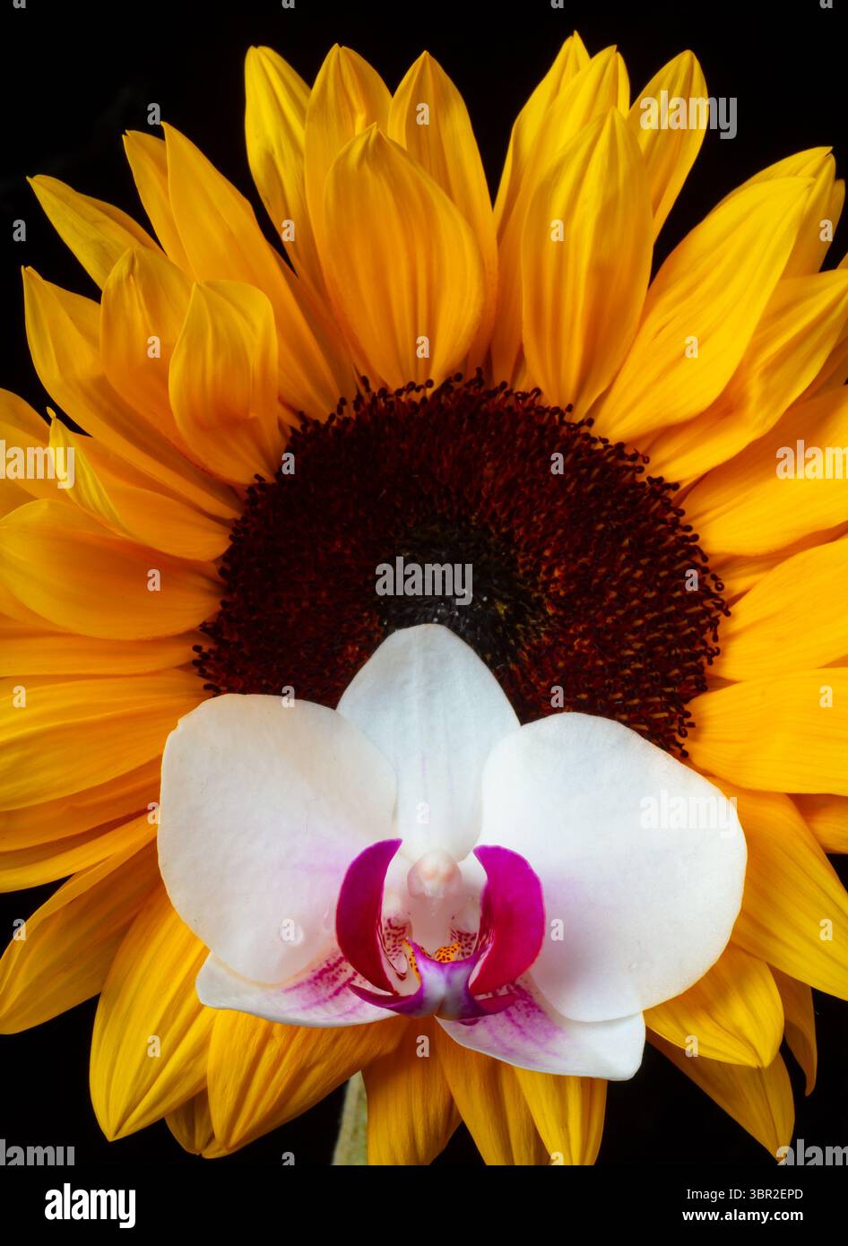 Weiße Orchidee und Sonnenblume vor schwarzem Hintergrund Stillleben Stockfoto