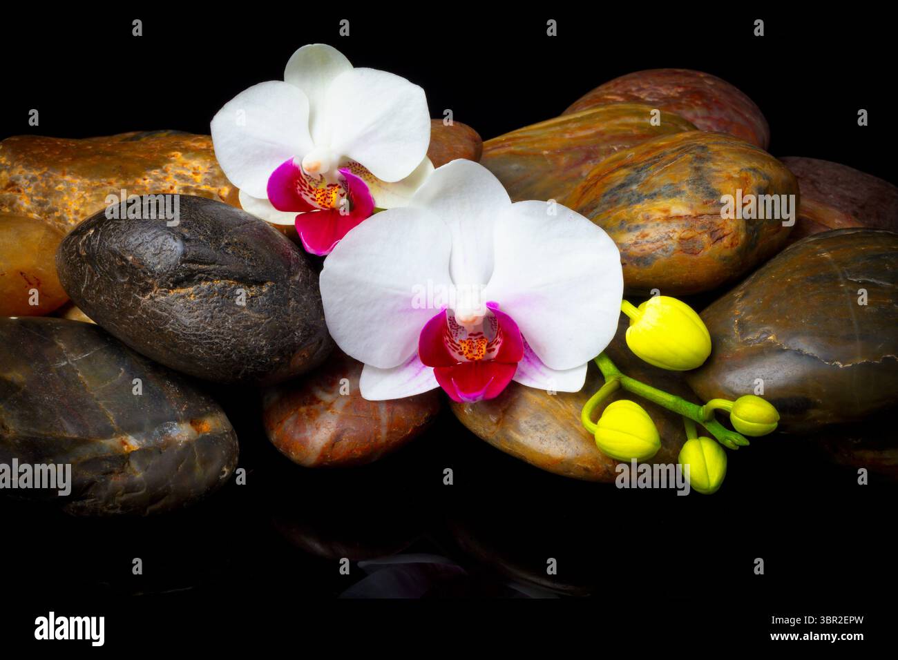 Weiße Orchideen ruhen auf Stones Stillleben. Stockfoto