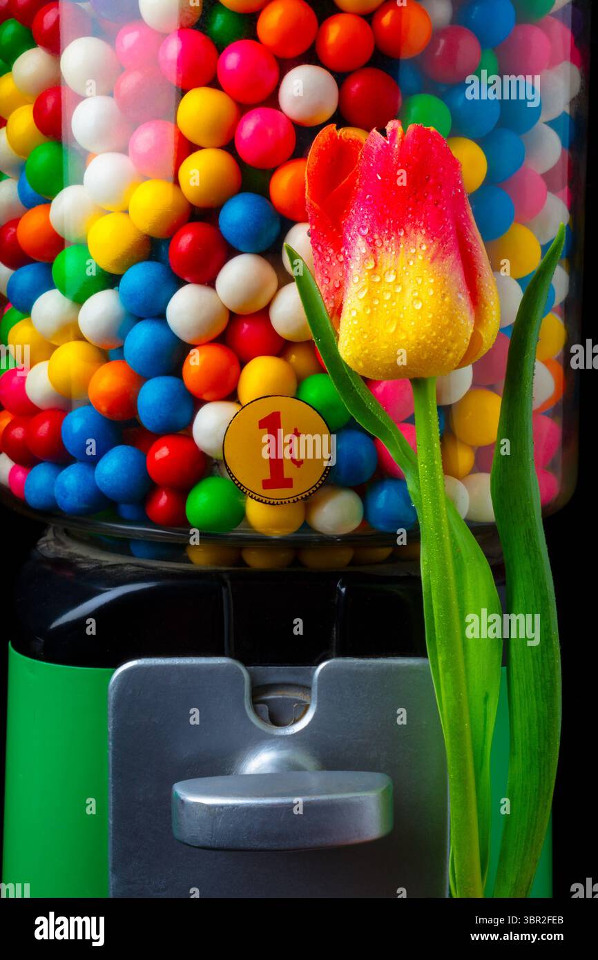 Bubblegum Machine Und Tulpe Mit Tau Stockfoto