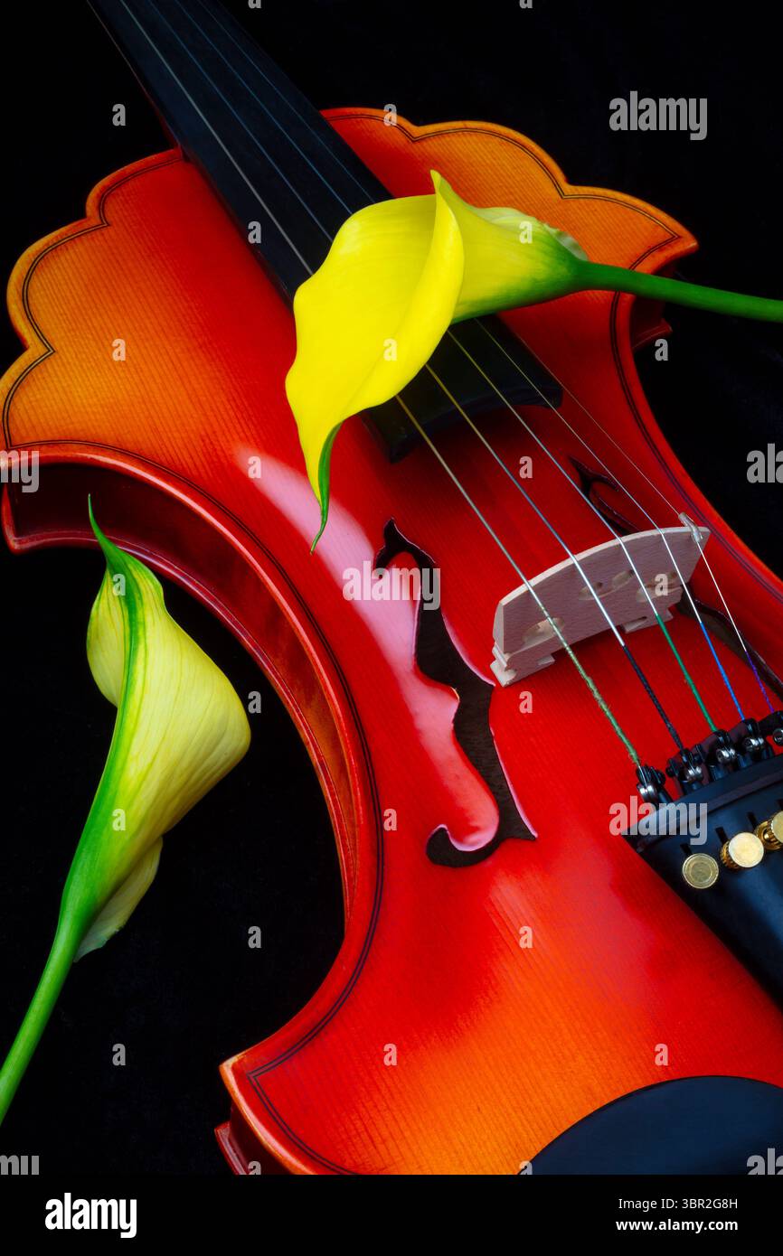 Wunderschöne Violine Mit Zwei Calla Lilien Stillleben Stockfoto