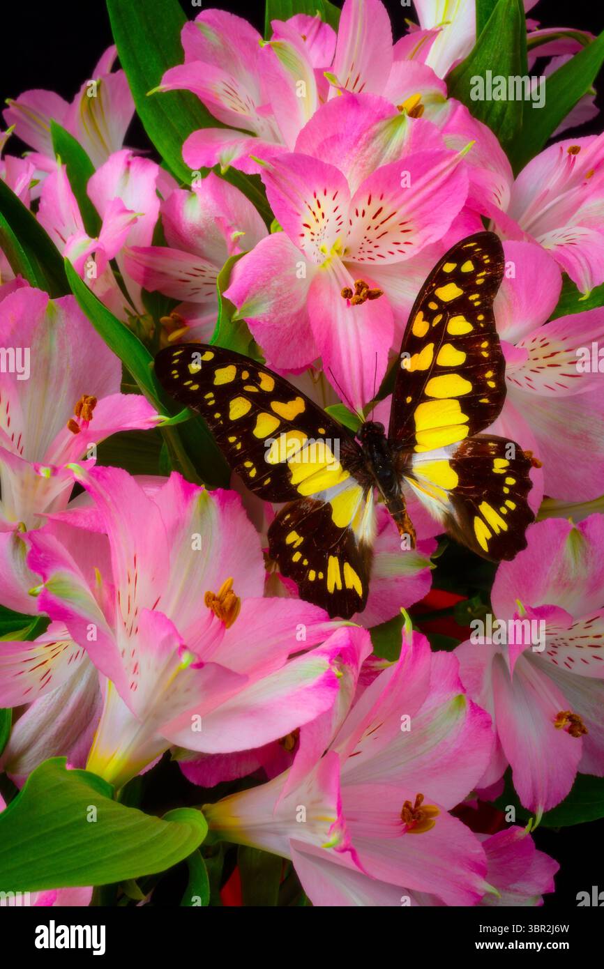 Lebendiger Schmetterling auf Pink Alstromeria Stillleben Stockfoto