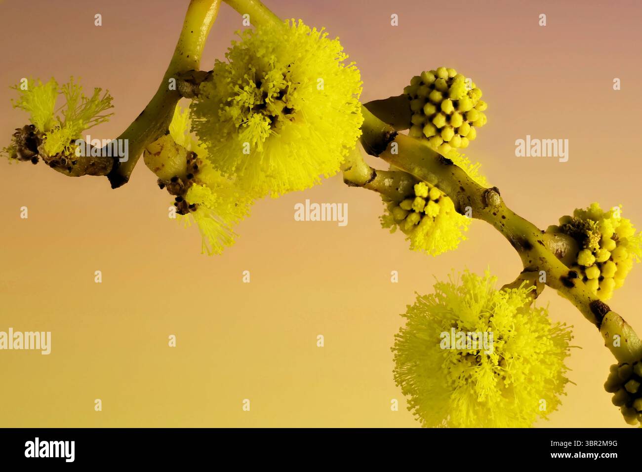Blüten der Goldenen Wattle (Acacia pycnantha) am Stiel. Australische einheimische Pflanze Stockfoto