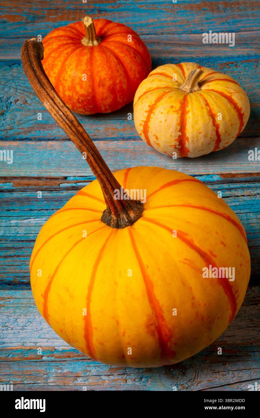 Der wahre Herbst drei schöne Reife Kürbisse Stillleben Stockfoto