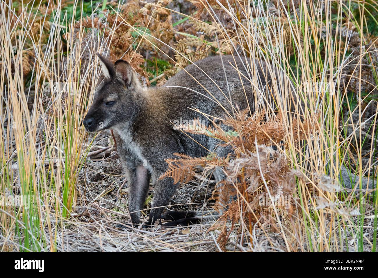 Rothals Wallaby am Wineglass Bay Beach - Freycinet Peninsula, Tasmanien, Australien Stockfoto