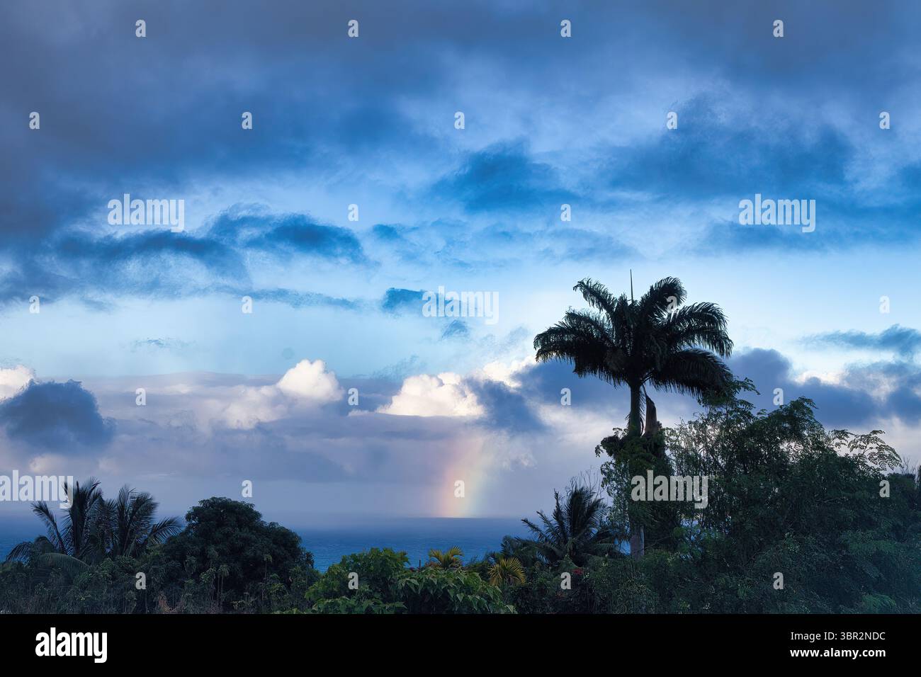 Tropische Palmenszene zur blauen Stunde in Wailuku. Stockfoto