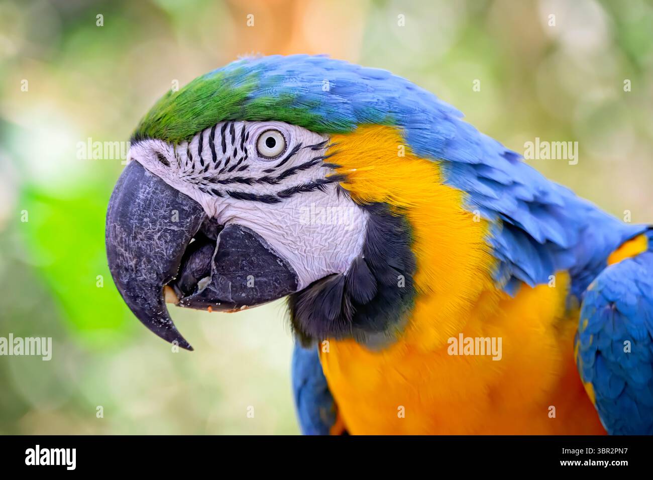 Ara, Psittacidae, echter Papageienvogel, in zentralamerika heimisch, beliebtes Haustier Stockfoto