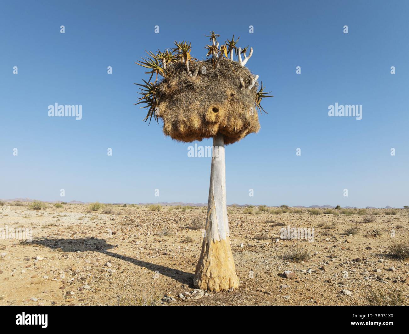 Köcherbaum (Aloidendron dichotomum) mit einem riesigen Nest geselliger Weber (Philetairus socius). Flachwinkelansicht aus der Luft. Drohnenaufnahme. Gondwana Canyon Park Stockfoto