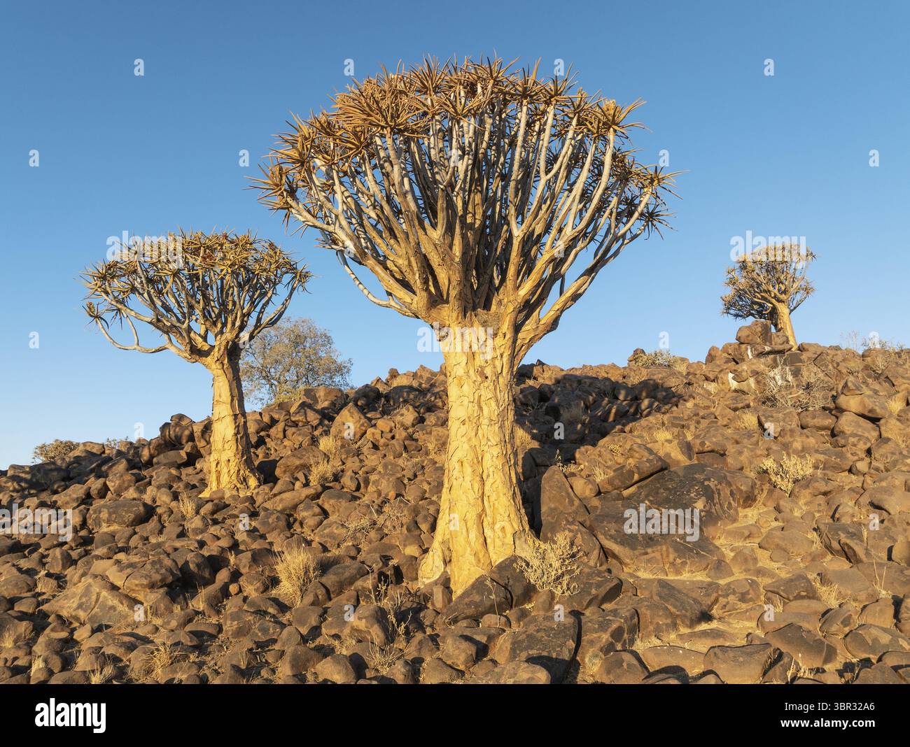 Tever Tree (Aloidendron dichotomum). Flachwinkelansicht aus der Luft. Drohnenaufnahme. Südnamibien Stockfoto