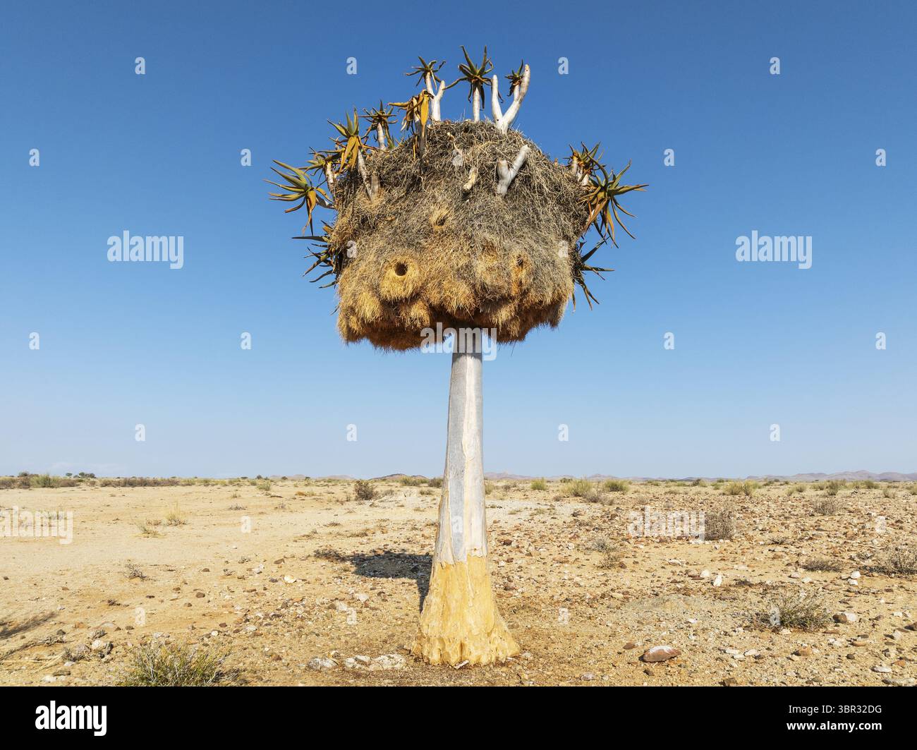 Köcherbaum (Aloidendron dichotomum) mit einem riesigen Nest geselliger Weber (Philetairus socius). Flachwinkelansicht aus der Luft. Drohnenaufnahme. Gondwana Canyon Park Stockfoto