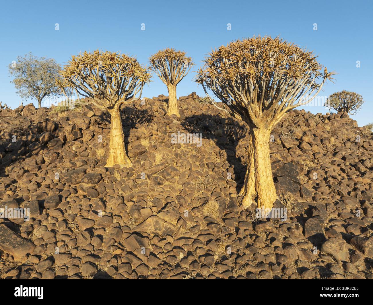 Tever Tree (Aloidendron dichotomum). Flachwinkelansicht aus der Luft. Drohnenaufnahme. Südnamibien Stockfoto