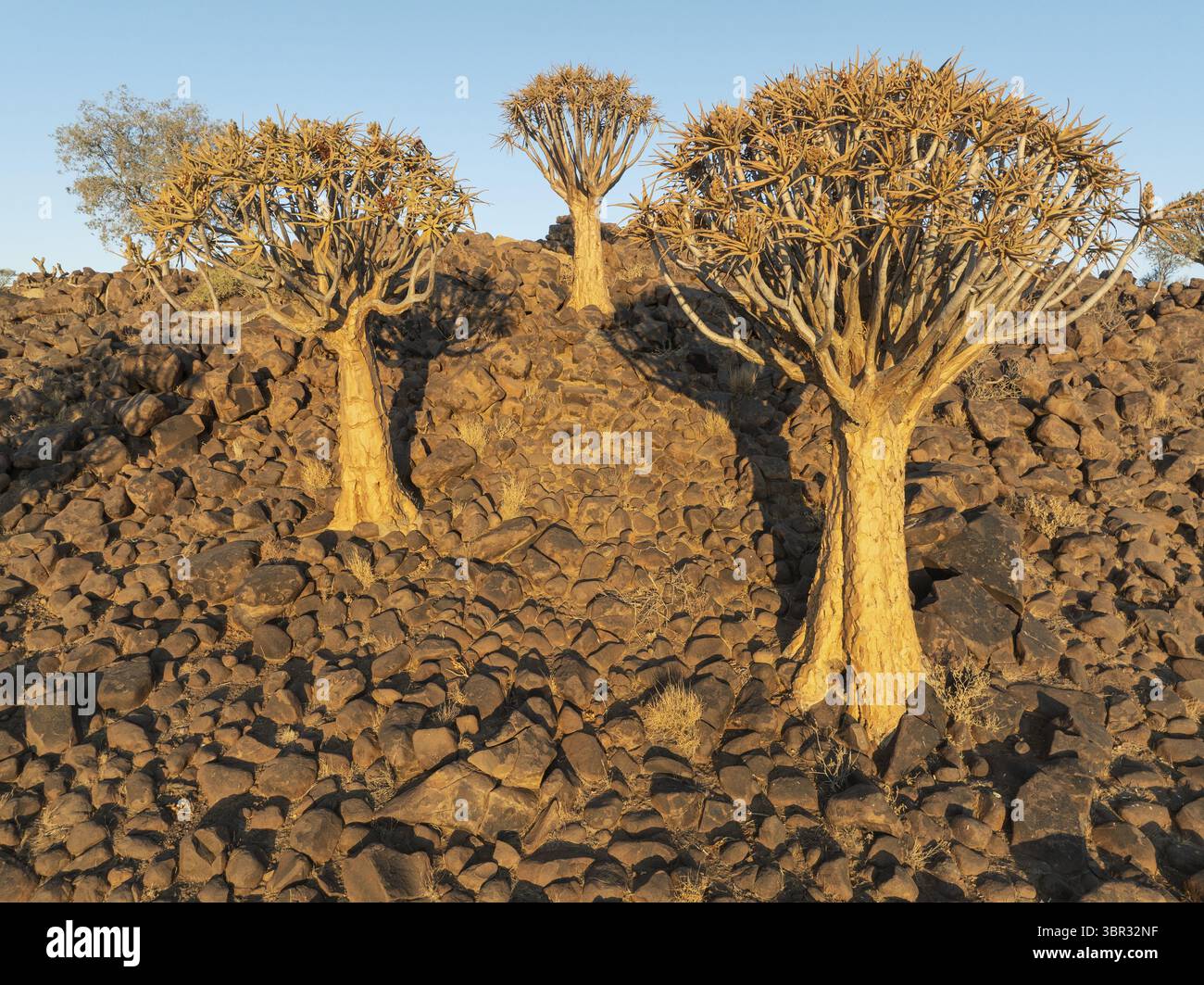 Tever Tree (Aloidendron dichotomum). Flachwinkelansicht aus der Luft. Drohnenaufnahme. Südnamibien Stockfoto