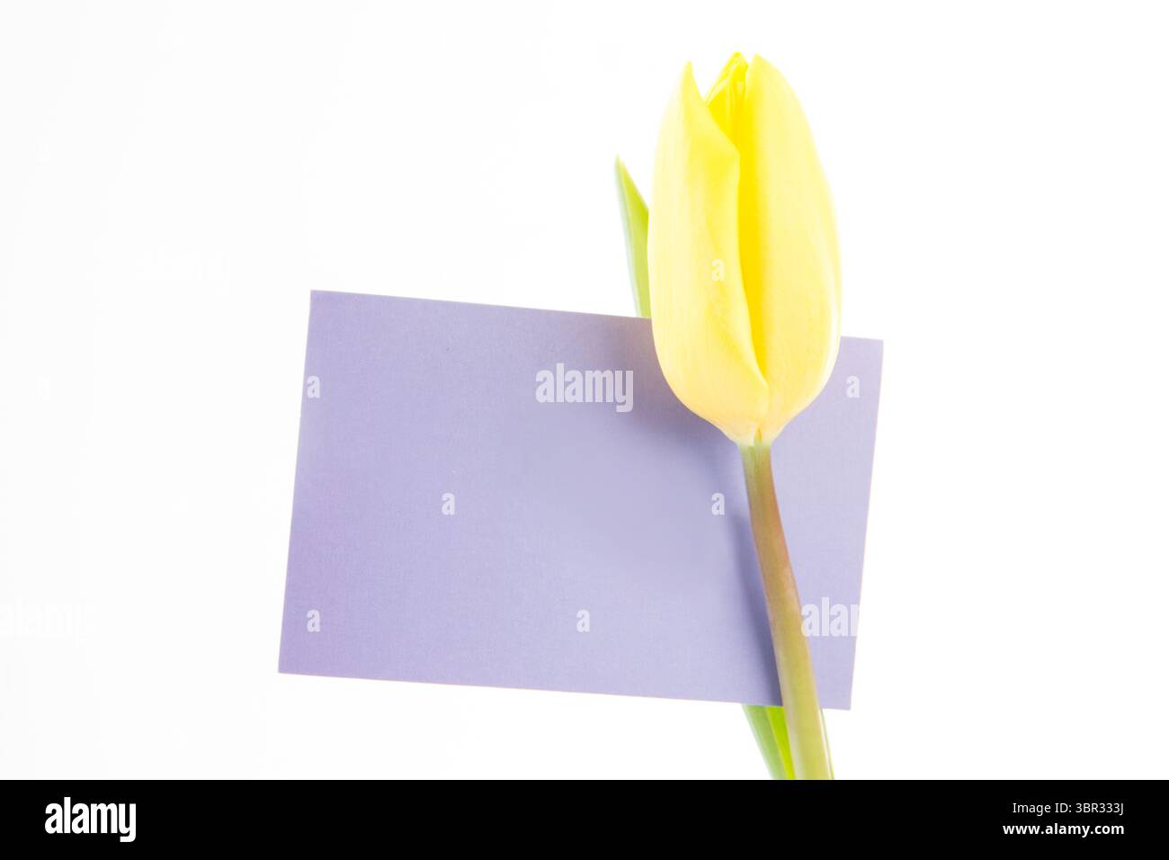 Gelbe Tulpenknospe gleitet über lila Karte auf weißem Hintergrund in flachem minimalem Design Stockfoto