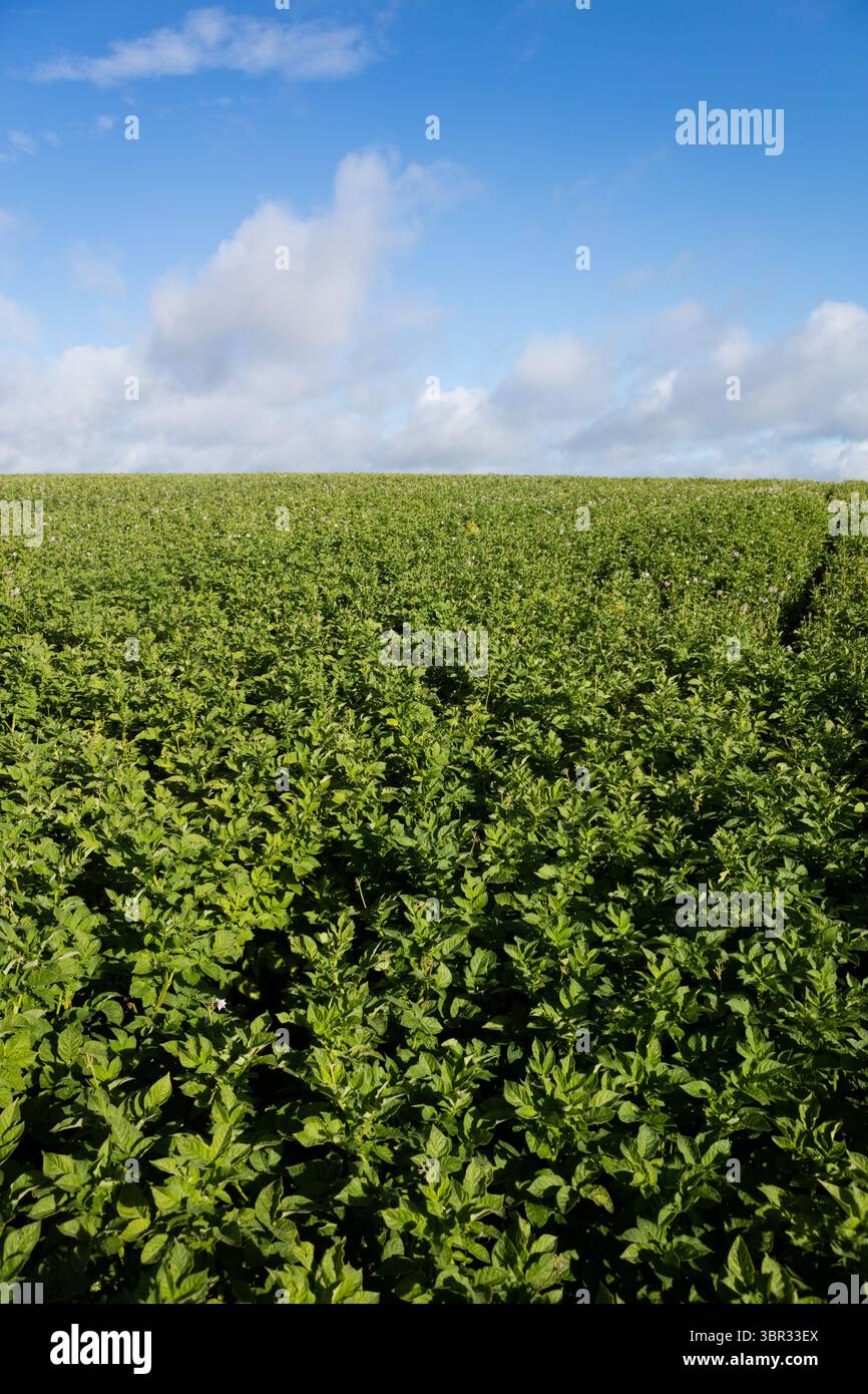 Flaches landwirtschaftliches Feld mit grünen Blattpflanzen, die in ordentlichen Reihen unter bewölktem Himmel wachsen Stockfoto