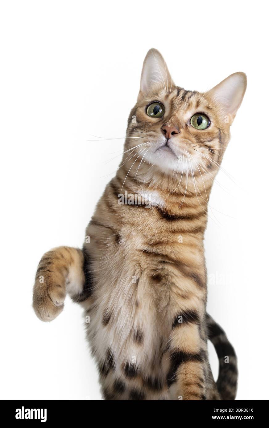 Bengalische Katze mit erhobener Pfote auf weißem Hintergrund. Die Katze spielt Stockfoto