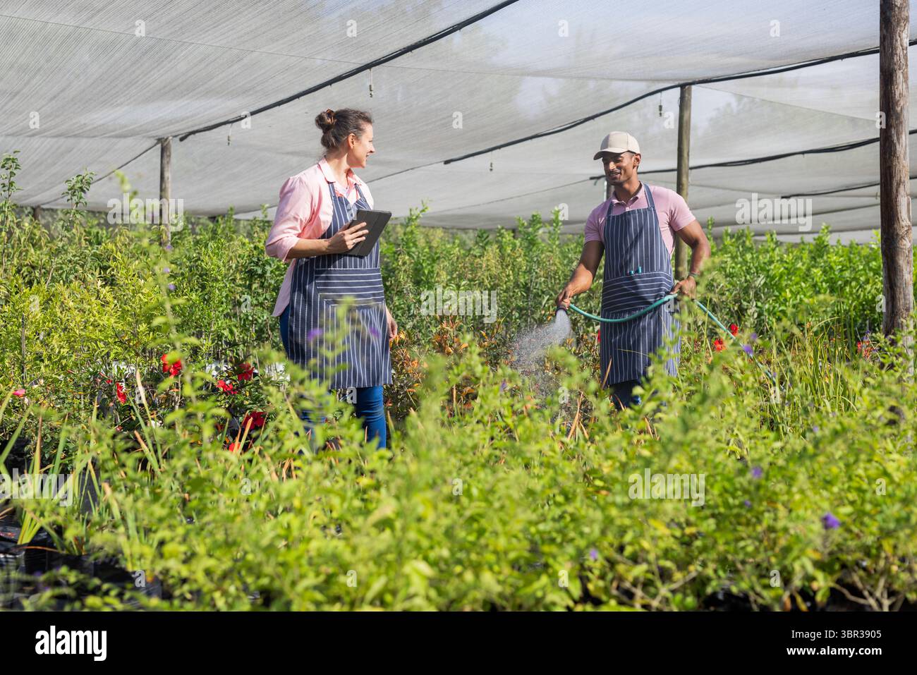 Verschiedene Kollegen, die Schürzen im Schattenhaus tragen, Tablets halten und Topfpflanzen mit Schlauch bewässern Stockfoto