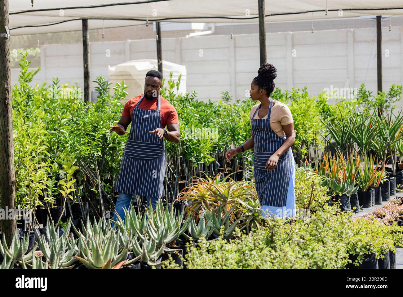 Afroamerikanische Kollegen untersuchen Topfsukkulenten unter schattiger Stoffstruktur im Kindergarten Stockfoto