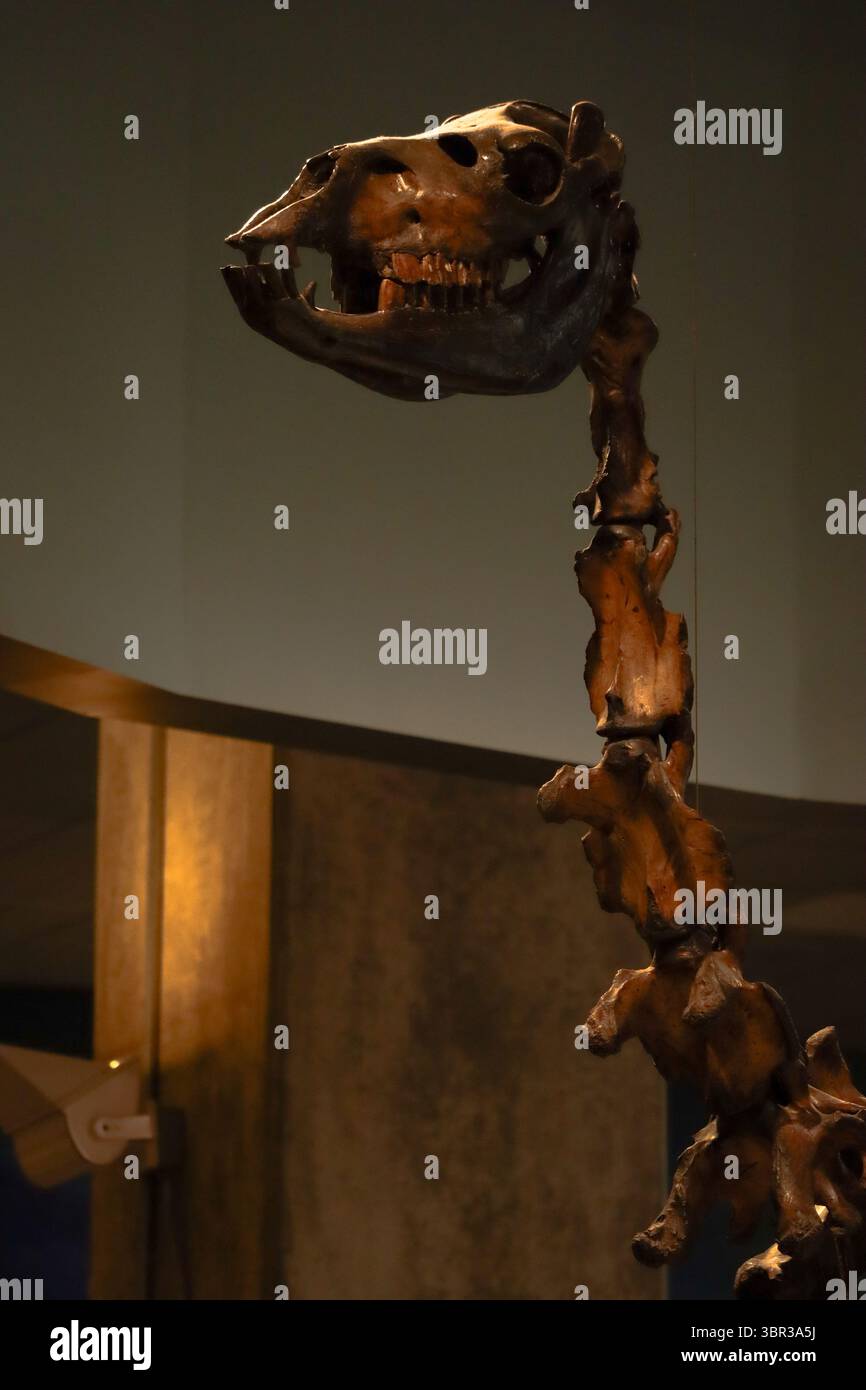 Skelett eines Dinosaurierkopfes im American Museum of Natural History in New York City Stockfoto